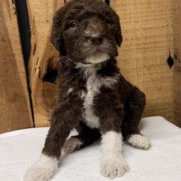 Tootsie - Brown and white female Aussiedoodle puppy in Lavonia, Georgia from H & A Kennels