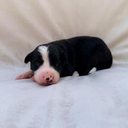 Black Male II - Black and white male Border Collie puppy in Okeechobee, Florida from Cowtown Corgis & Border Collies