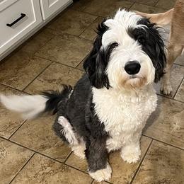 Sheepadoodle puppies from Guppy Puppies