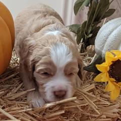 Australian Labradoodle Puppies from Doodle Inn Labradoodles