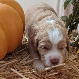 Australian Labradoodle Puppies from Doodle Inn Labradoodles
