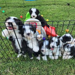 Bearded Collie Puppies from Lone Star Bearded Collies