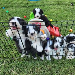 Bearded Collie Puppies from Lone Star Bearded Collies