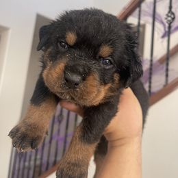 Rottweiler Puppies from GrowlHausRotts