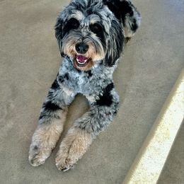 Barley - Bernedoodle