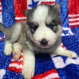 AKC Quartz - Gray and white female Siberian Husky puppy in Centreville, Maryland from Huskies By the Bay