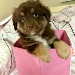Dasher - Red tri male Miniature Australian Shepherd puppy in Port Saint Lucie, Florida from Charlene Brannon's Mini Australian Shepherds