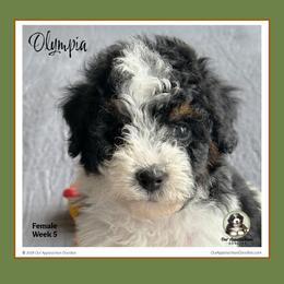 Olympia - Tri-color female Bernedoodle puppy in Branchland, West Virginia from Our Appalachian Doodles