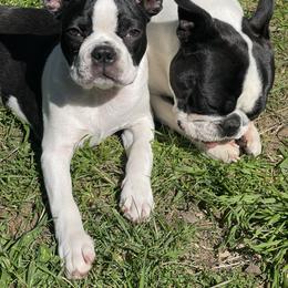 Boston Terrier Puppies from Boston Terrier Besties