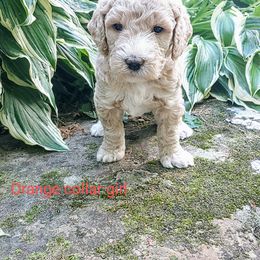 Goldendoodle Puppies from Ninnie's Doodles
