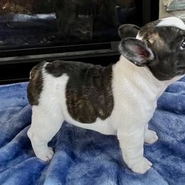 Gale - White and brindle French Bulldog puppy in Grand Rapids, Michigan from Delavan Sisters French Bulldogs