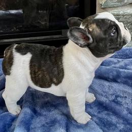 Gale - White and brindle French Bulldog puppy in Grand Rapids, Michigan from Delavan Sisters French Bulldogs