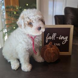 Pink Collar Molly - Cream female Goldendoodle puppy in Bristol, Tennessee from 4goldendoodles