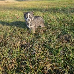 Miniature Australian Shepherd and Siberian Husky Puppies from MightyTiny Kennel