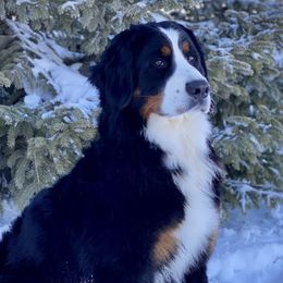 Jasmine - Bernese Mountain Dog