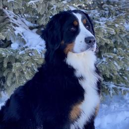 Jasmine - Bernese Mountain Dog