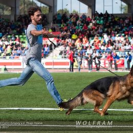 German Shepherd All Grown Up from Haus Vinzant Kennel