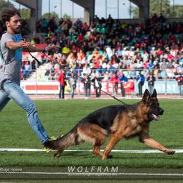 German Shepherd All Grown Up from Haus Vinzant Kennel