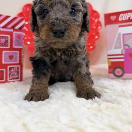 Honey - Merle female Bernedoodle puppy in Silver Lake, Indiana from ‘Mut’zger Doodles