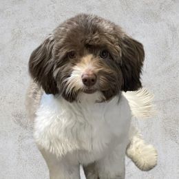 Mr otterton - Havanese