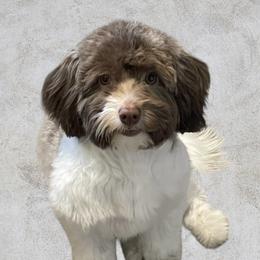 Mr otterton - Havanese