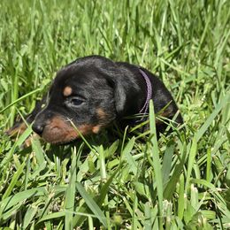 Purple collar black female - Black and rust female Doberman Pinscher puppy in Houston, Texas from Draggin Dobermans & Great Danes