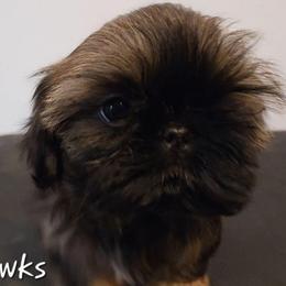 Lil Ginny - Sable female Shih Tzu puppy in Riverside, California from Raincross Shih Tzu