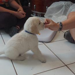 Golden Retriever Puppies from Danielle Kemper