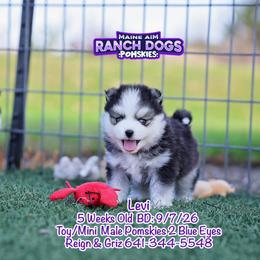 Levi - Black and white male Pomsky puppy in Humeston, Iowa from M.A.R. Dogs
