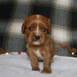AKC Scarlett, Genetic clear - Ruby female Cavalier King Charles Spaniel puppy in Marcellus, Michigan from Coolcreek Pets