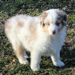 Otis - Red merle male Australian Shepherd puppy in Kansas, Oklahoma from Windy G Farm