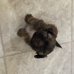 Girl 1 - Chocolate female Shih Tzu puppy in Maxwell, California from Suzie Q Shitzu’s