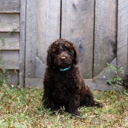 Jack - Chocolate male Australian Labradoodle puppy in Williamstown, New York from Lewis Manor Labradoodles