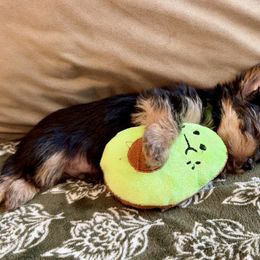 Yorkshire Terrier Puppies from SD_Yorkies619