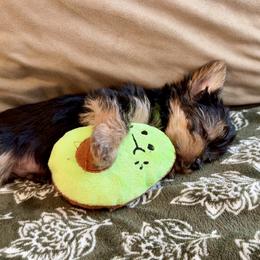 Yorkshire Terrier Puppies from SD_Yorkies619