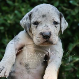 ASH - Merle female Great Dane puppy in Denison, Texas from Hundeity Great Danes