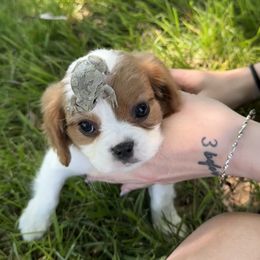 Cavalier King Charles Spaniel Puppies from Valentine Cavilers