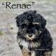 Renae