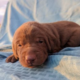 Dilute Retriever and Labrador Retriever Puppies from LC Hunting Labs, LLC.