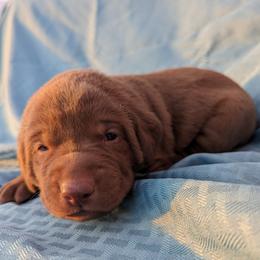 Dilute Retriever and Labrador Retriever Puppies from LC Hunting Labs, LLC.