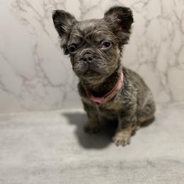 Bae fluffy - Tricolors female French Bulldog puppy in Maple Heights, Ohio from Yorkiesllc