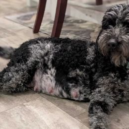 Aussiedoodles, Bernedoodles, and Goldendoodles from Country Meadow Doodles