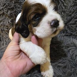 Corporal - Sable and white male Cocker Spaniel puppy in Florence, South Carolina from Reddick's American Cocker Spaniels