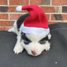 Flynn - Black and white male Pomsky puppy in Henderson, Kentucky from Paris Pomskies