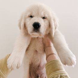 Golden Retriever Puppies from Claiborne Golden