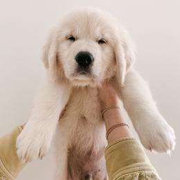 Golden Retriever Puppies from Claiborne Golden