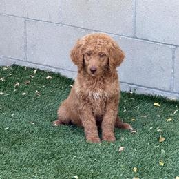 Yellow - Apricot female Goldendoodle puppy in Bakersfield, California from Lavish Doodles