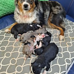 Toy Australian Shepherd Puppies from Honeybee Haven's Toy Aussies