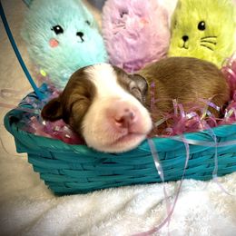 Ember- Female red brindle - Sable Border Collie puppy in Decatur, Alabama from Phantom Border Collies