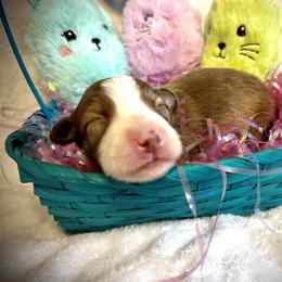 Ember- Female red brindle - Sable Border Collie puppy in Decatur, Alabama from Phantom Border Collies